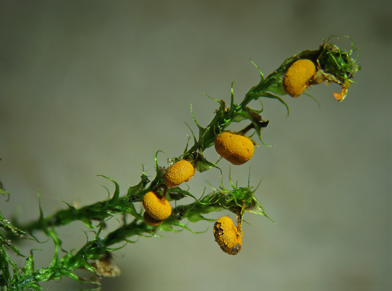 per non perdere l''abitudine...